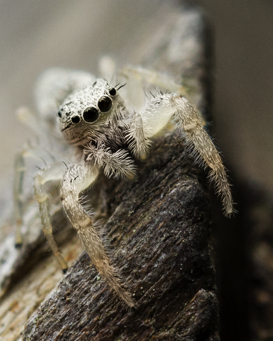 Canon EF 100mm F2.8L Macro IS USM sample photo. Jumping spider photography