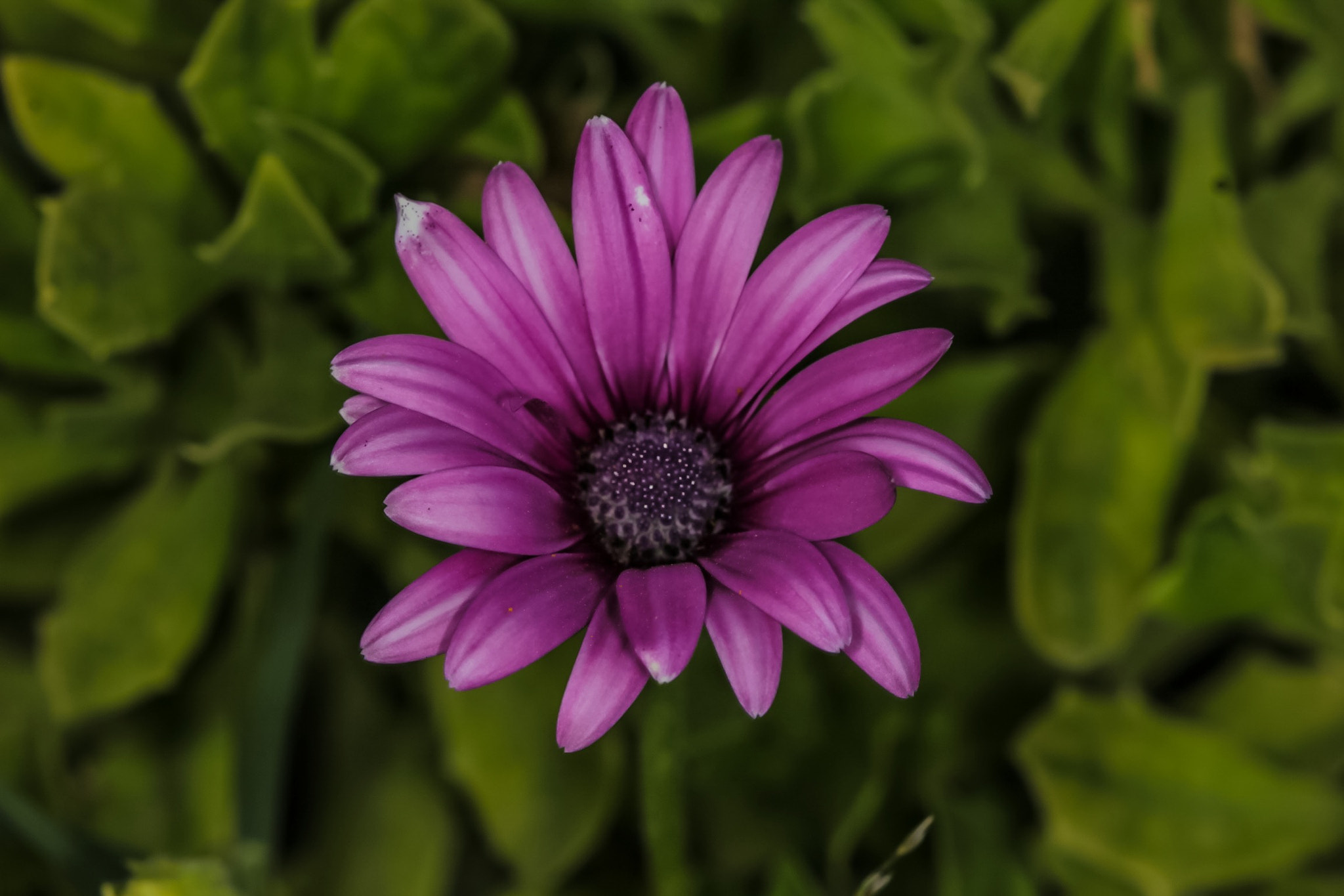 Canon EF 100mm F2.8 Macro USM sample photo. Flower photography