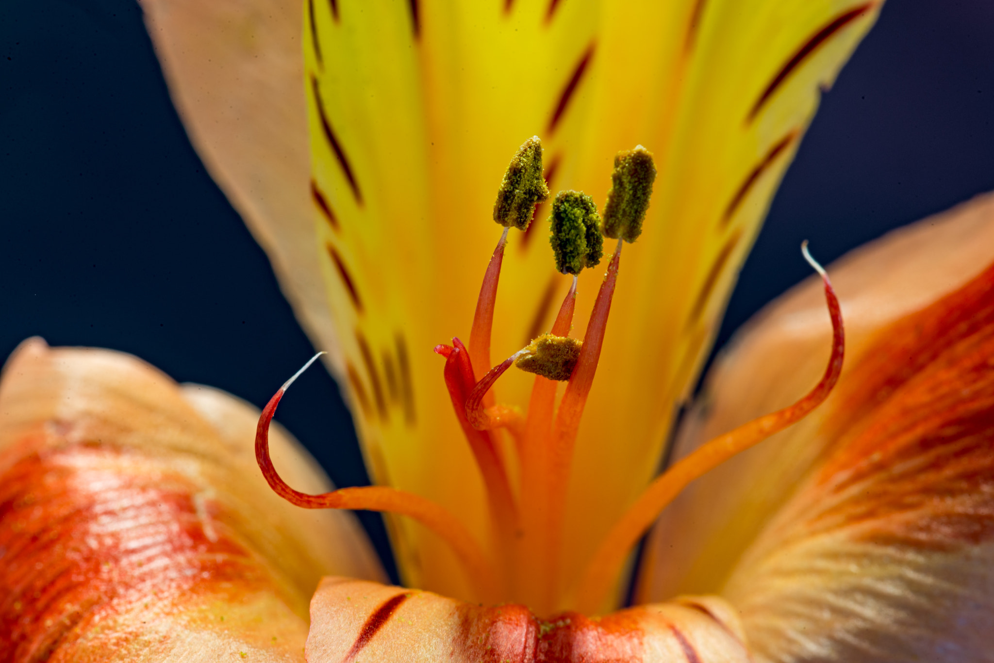 Tokina AT-X Pro 100mm F2.8 Macro sample photo. Flower photography
