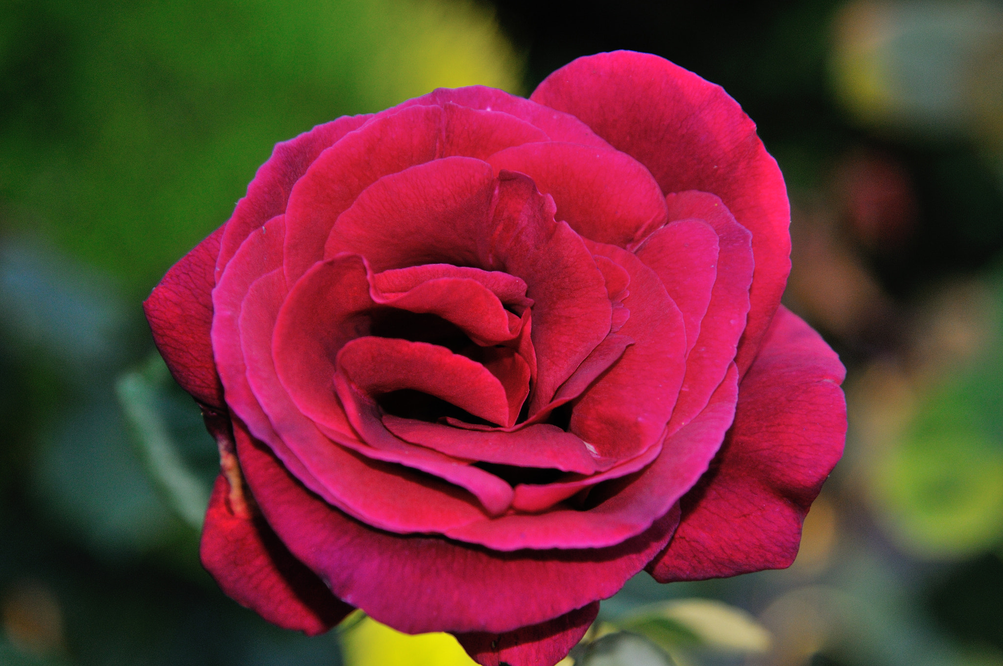 Nikon AF-S Nikkor 24-120mm F4G ED VR sample photo. Rosa photography