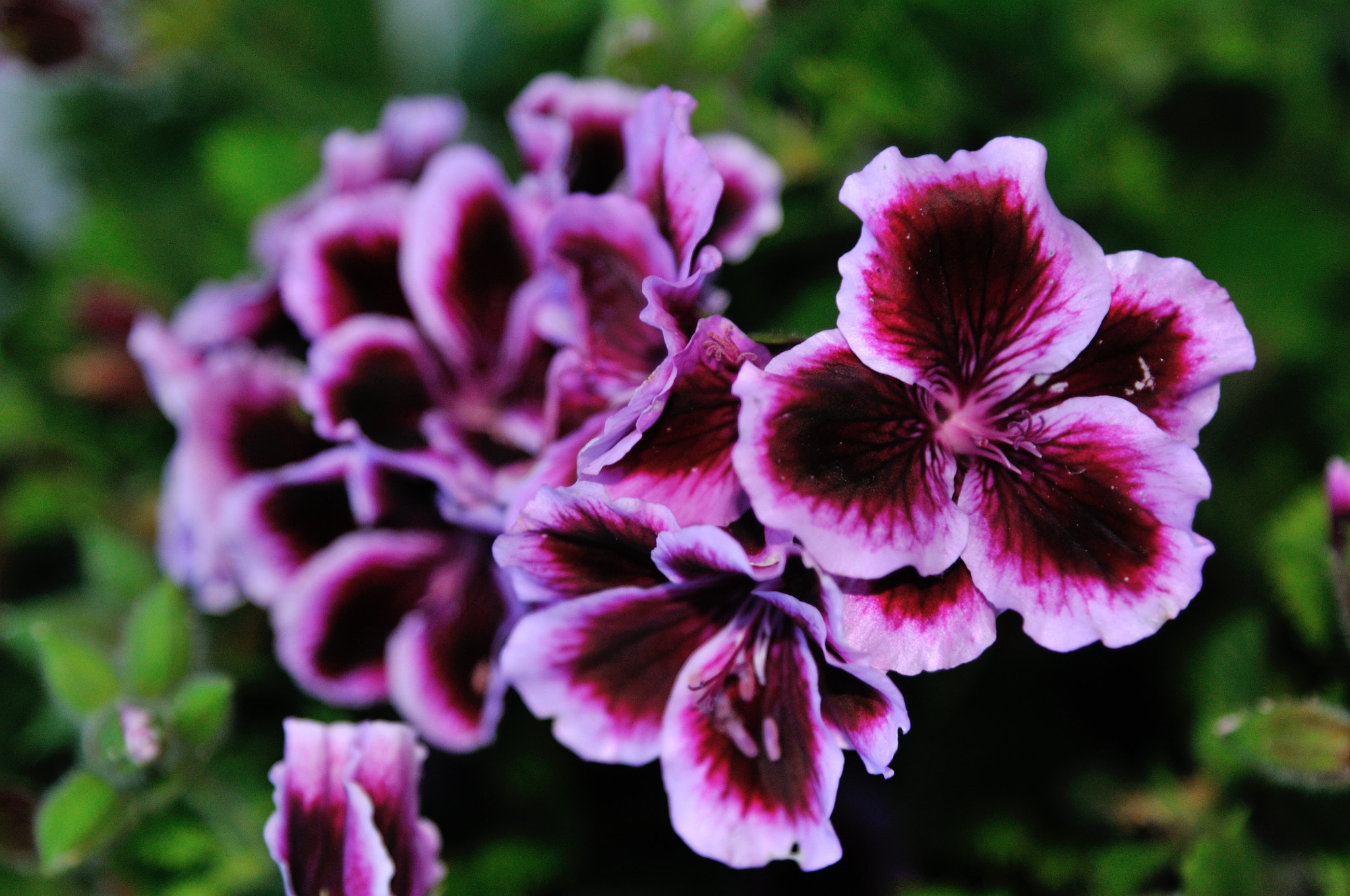 Nikon AF-S Nikkor 24-120mm F4G ED VR sample photo. Purple flower photography