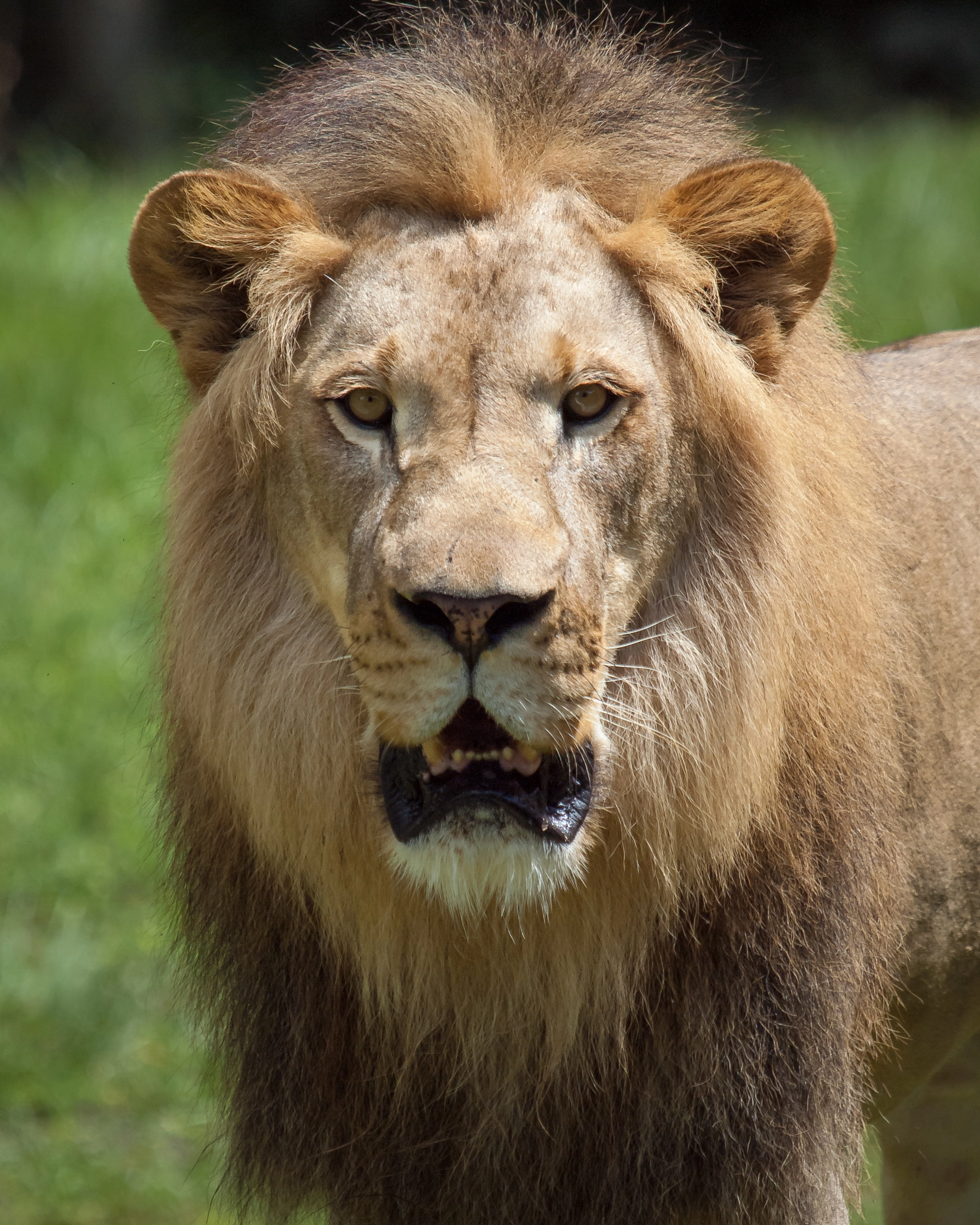 Olympus E-620 (EVOLT E-620) sample photo. African lion photography