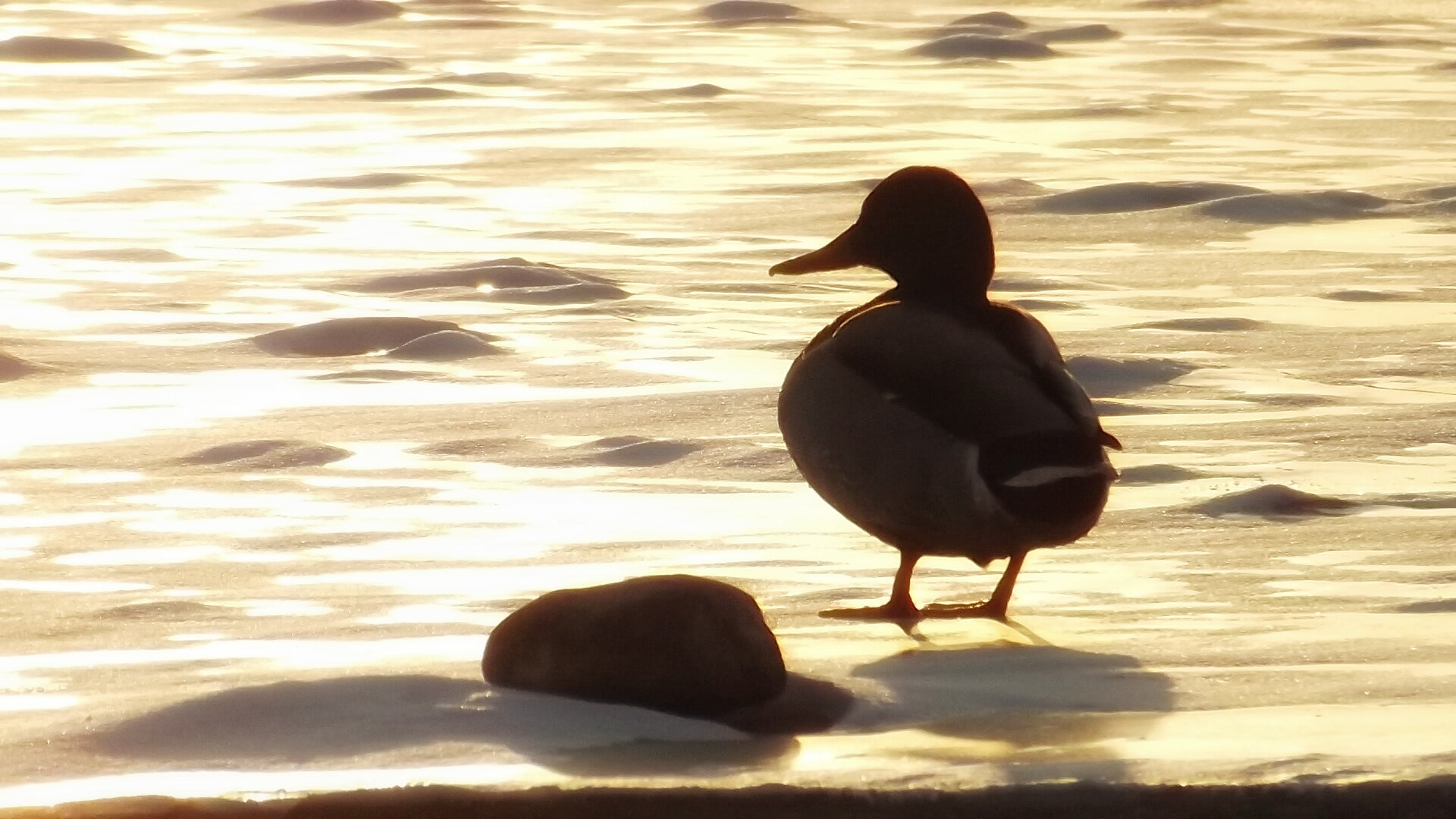 Fujifilm FinePix S4530 sample photo. 每年都会拍，每年的感受都不一样。 photography