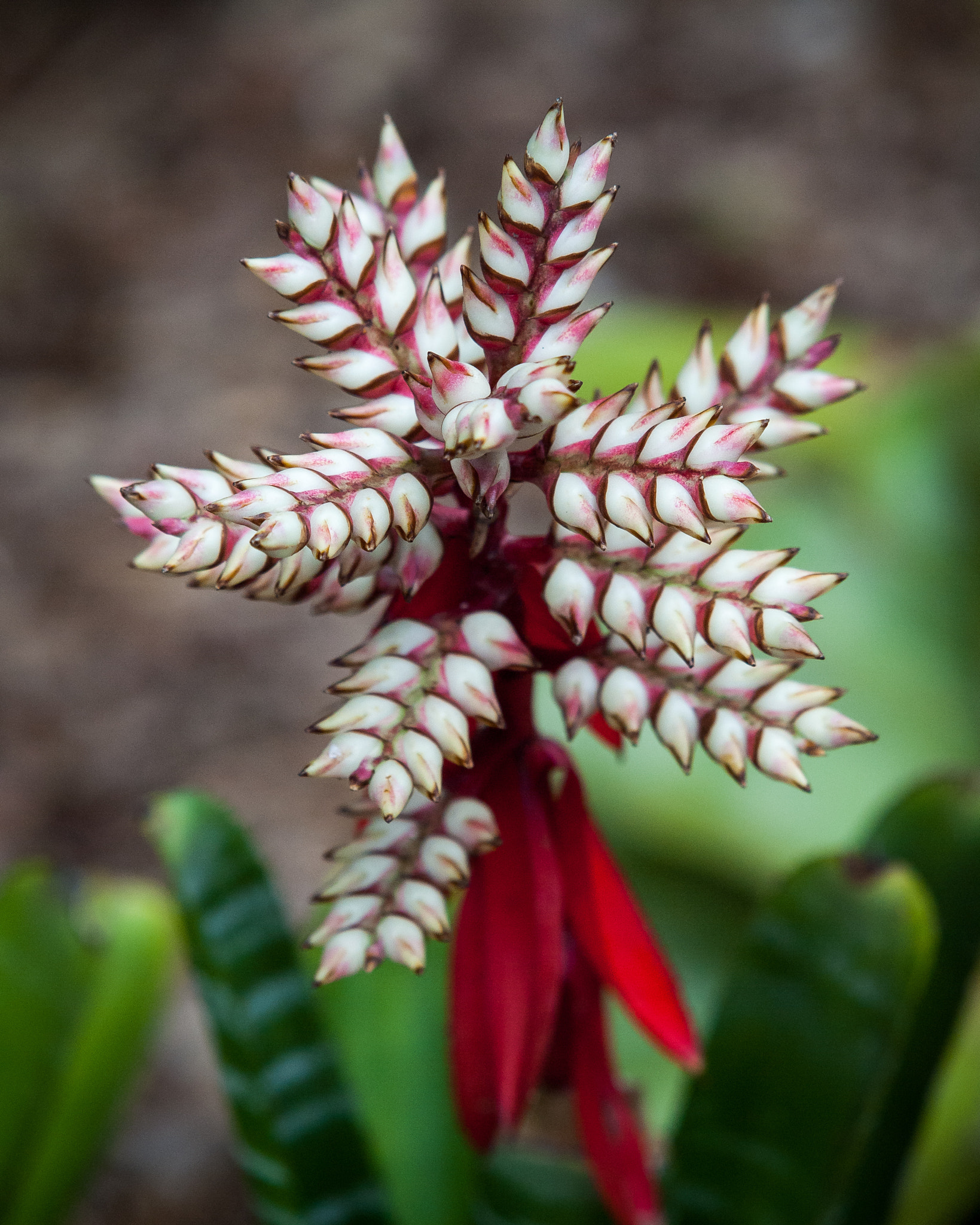 Olympus E-620 (EVOLT E-620) sample photo. Bromelia photography