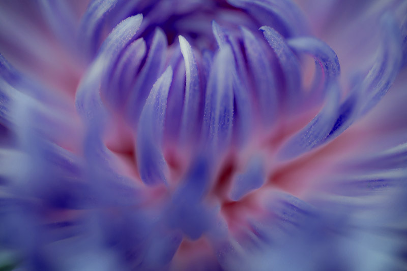 Tokina AT-X Pro 100mm F2.8 Macro sample photo. Abstract flower 2 photography