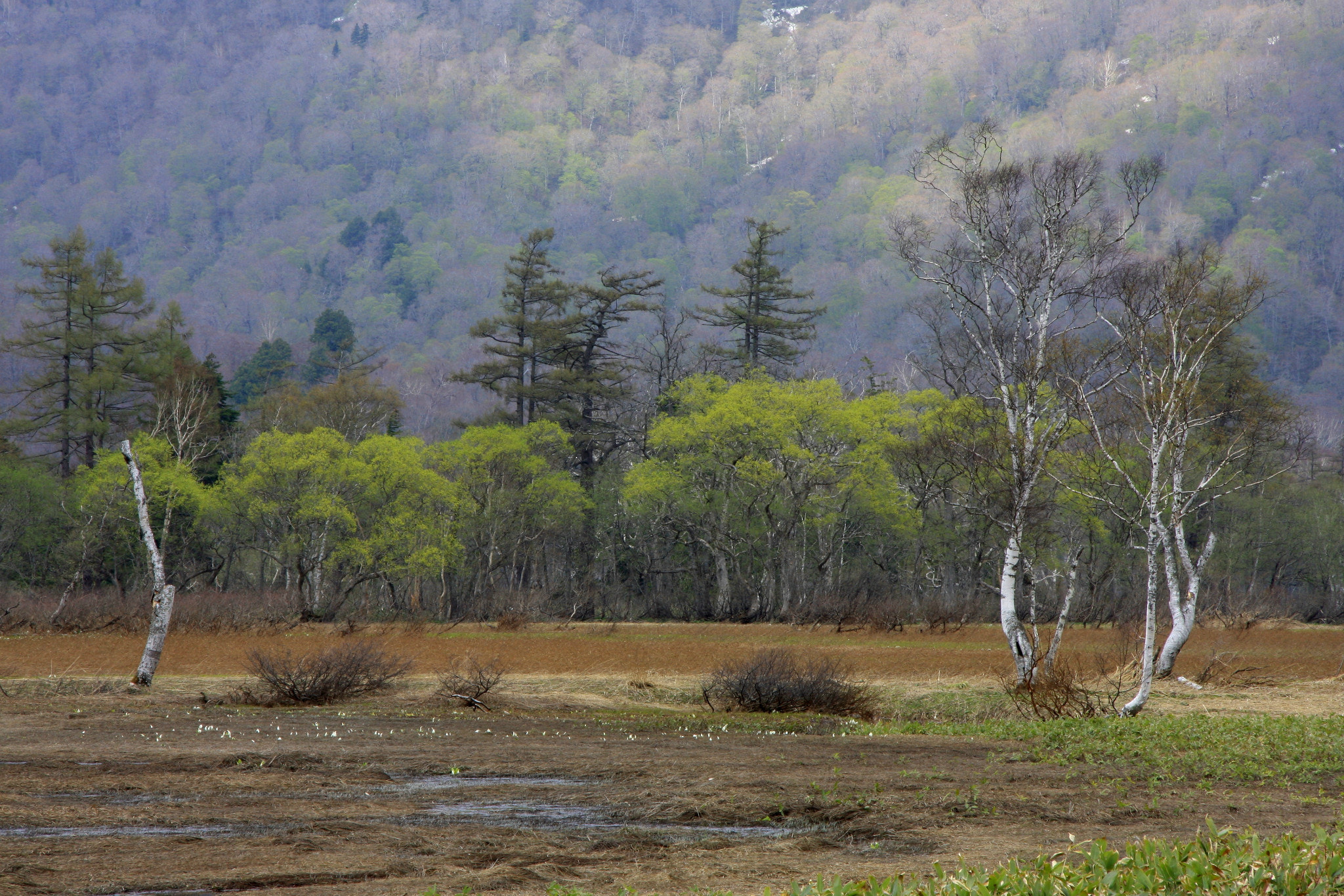 Canon EF-S 17-85mm F4-5.6 IS USM sample photo. Oze japan photography