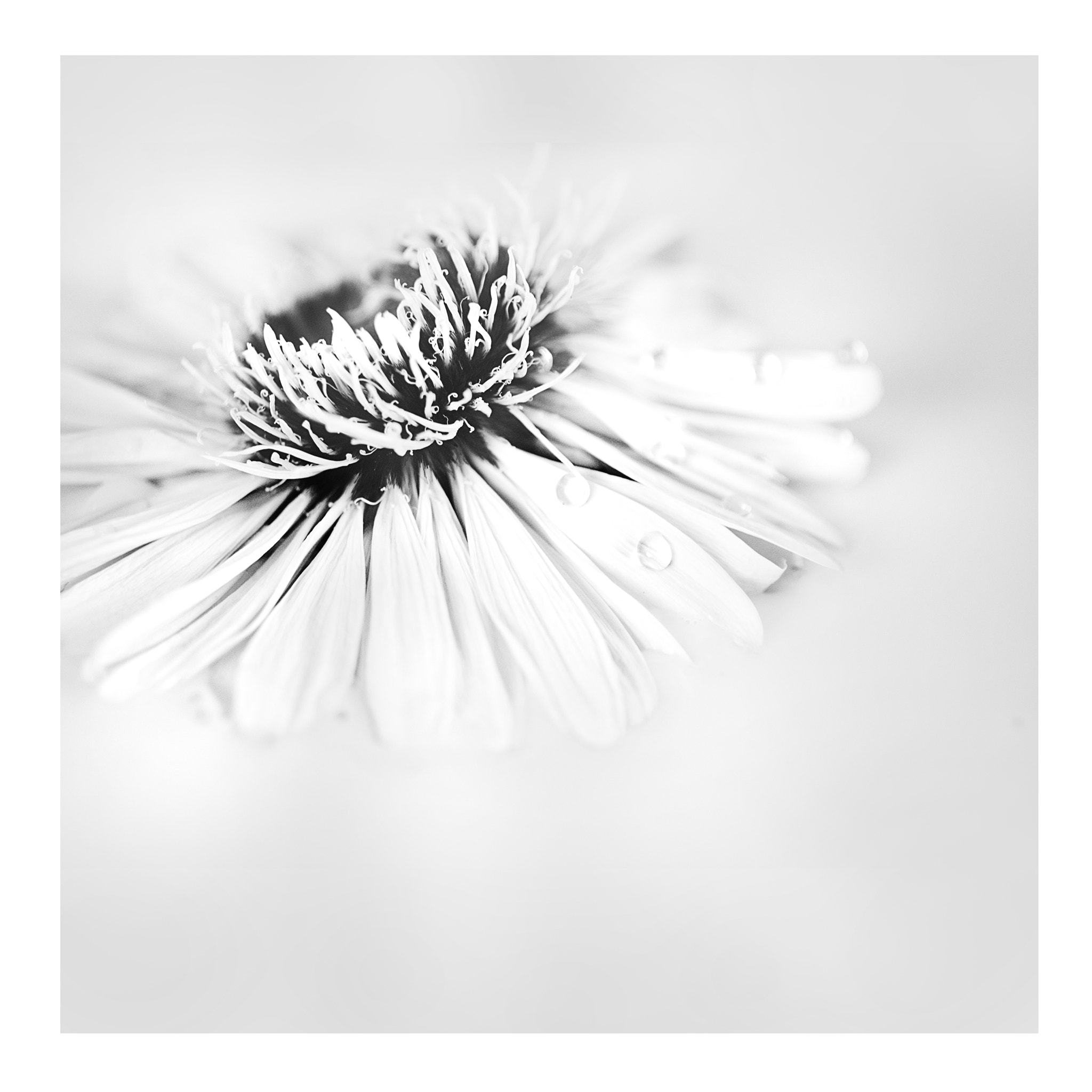 Canon EF 50mm F2.5 Macro sample photo. Falling in white photography