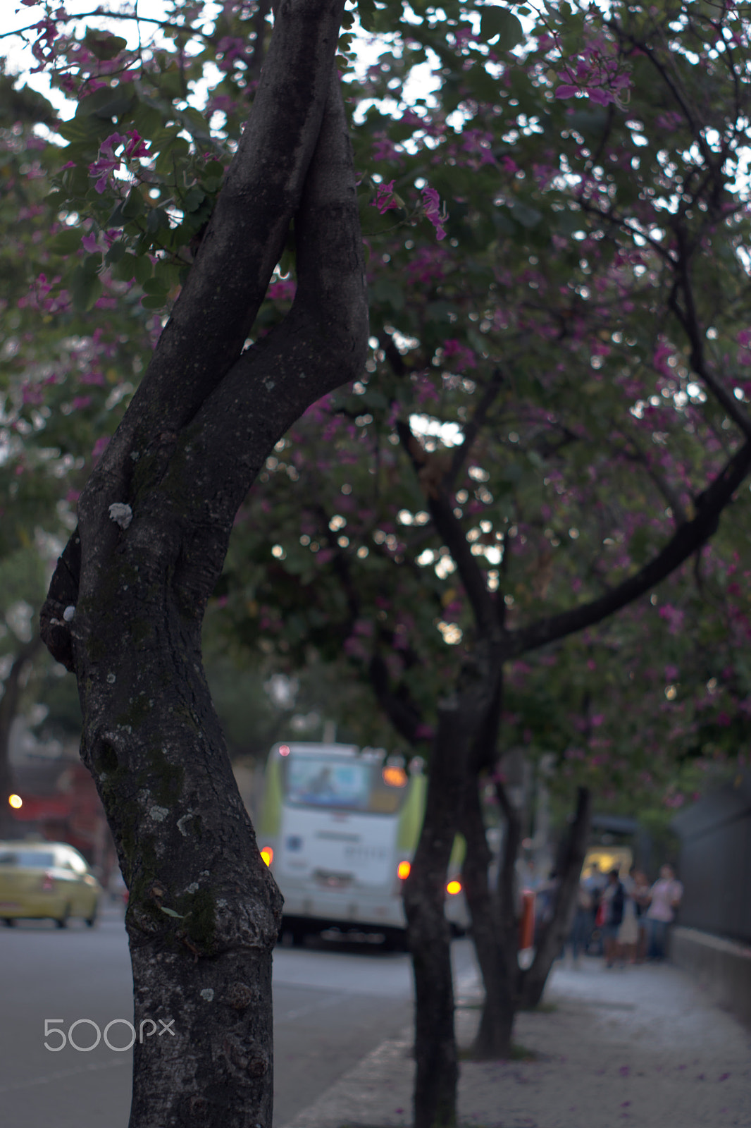 Sony SLT-A77 + Minolta AF 50mm F1.7 sample photo. Spring photography