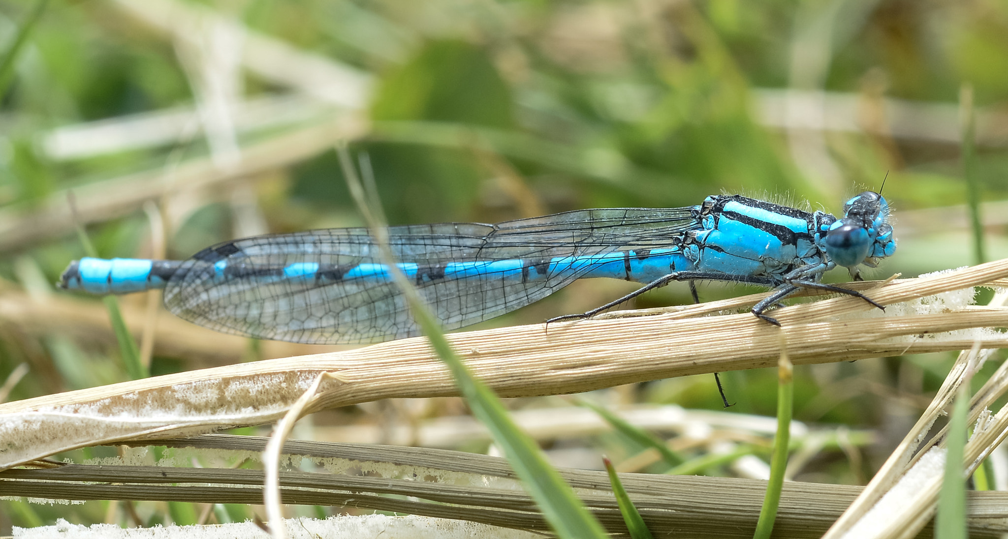 Nikon D800E + Nikon AF Micro-Nikkor 60mm F2.8D sample photo. Common blue damsel. photography