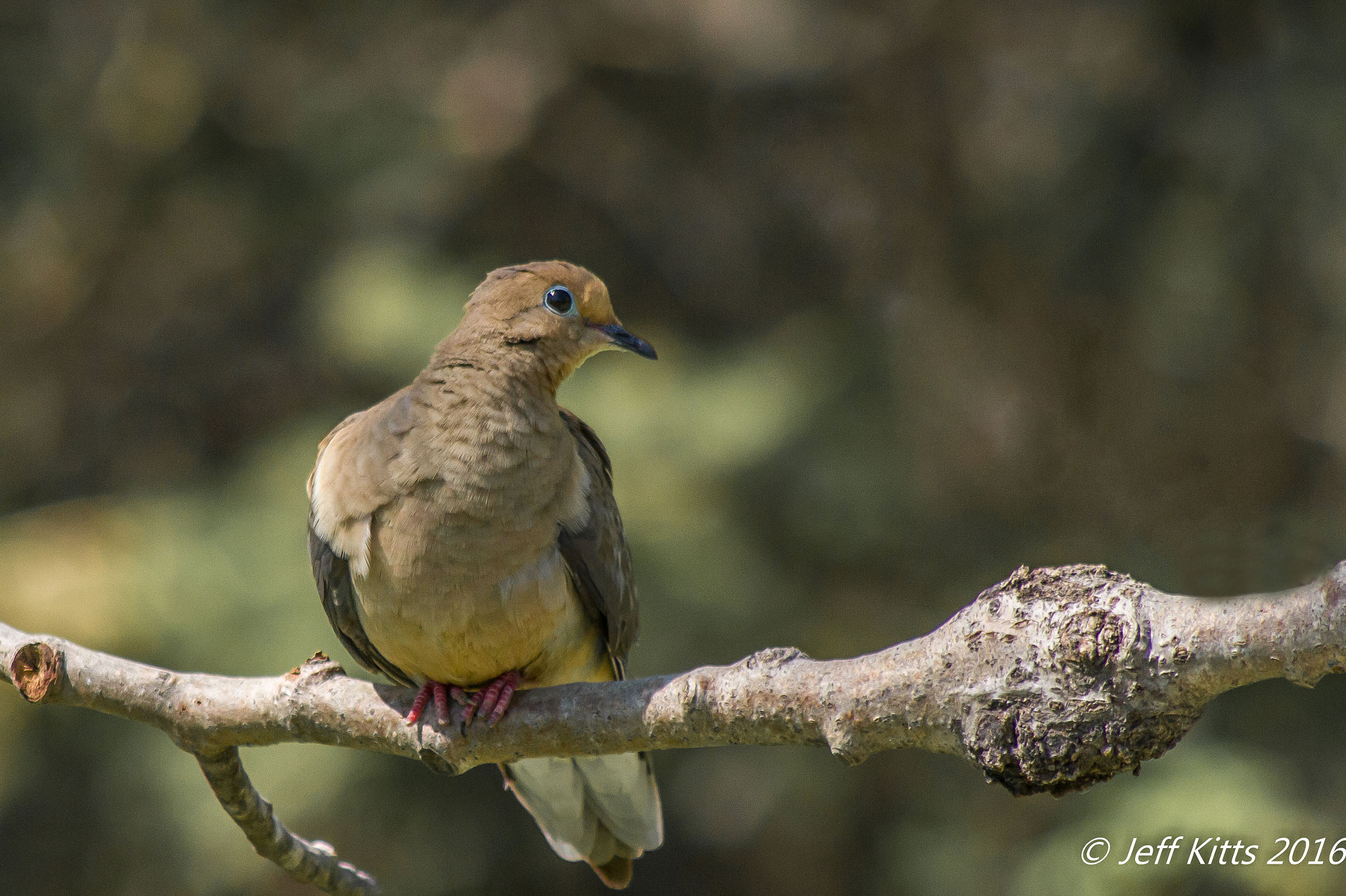 Canon EF 75-300mm f/4-5.6 USM sample photo. 3795 photography