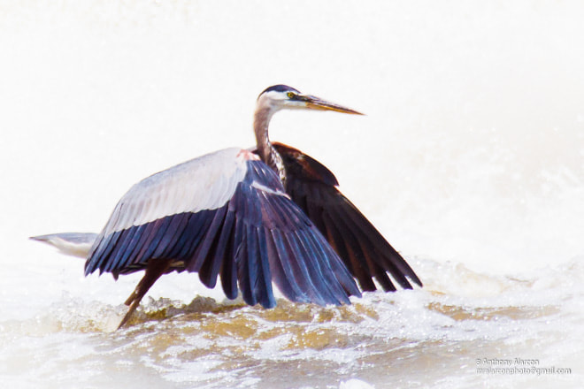 Canon EOS 50D + Canon EF 50mm f/1.8 sample photo. Great blue heron neuse river trail photography