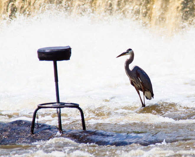 Canon EOS 50D + Canon EF 50mm f/1.8 sample photo. Great blue heron neuse river trail photography