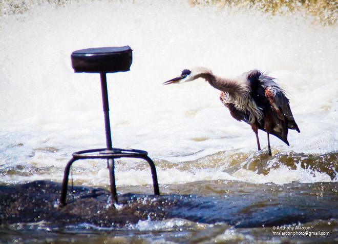 Canon EF 50mm f/1.8 sample photo. Great blue heron neuse river trail photography