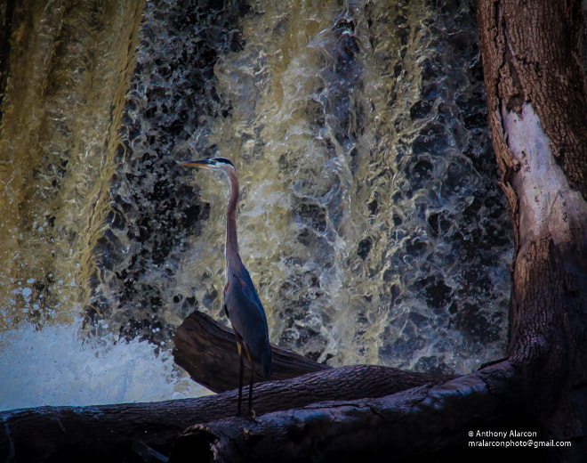 Canon EOS 50D + Canon EF 50mm f/1.8 sample photo. Great blue heron neuse river trail photography