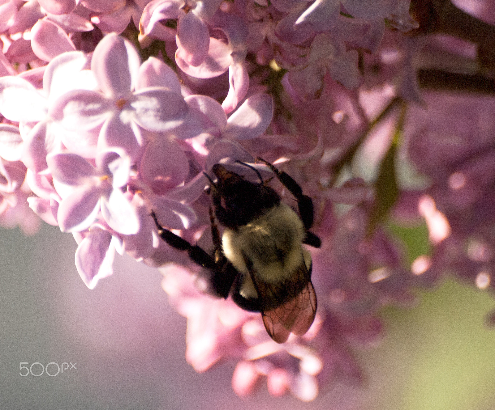 Olympus E-620 (EVOLT E-620) sample photo. Bees plant love photography