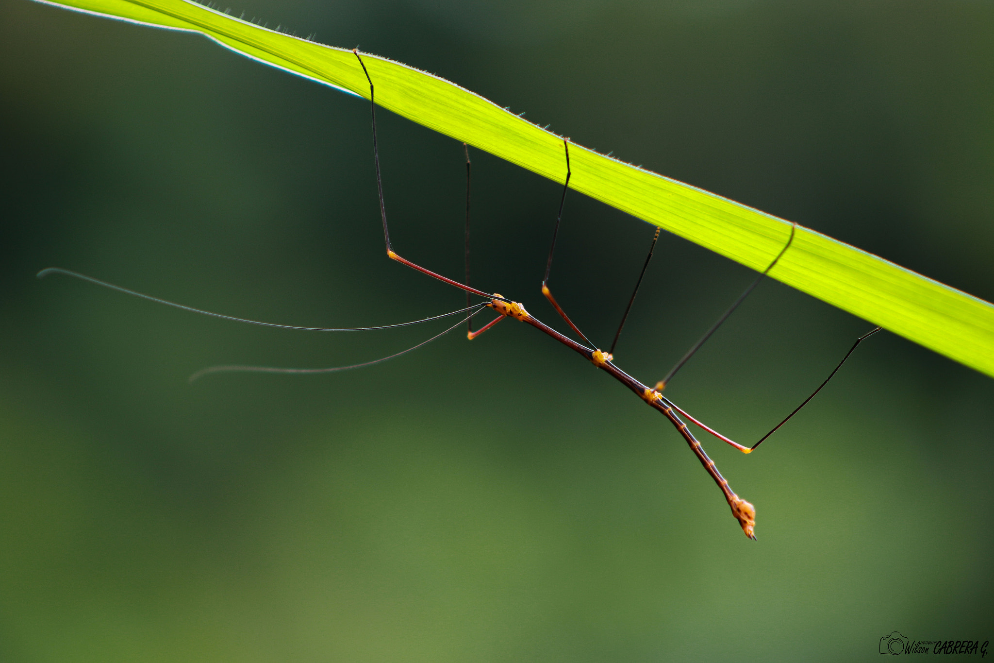 EF75-300mm f/4-5.6 sample photo. Insecto palo photography