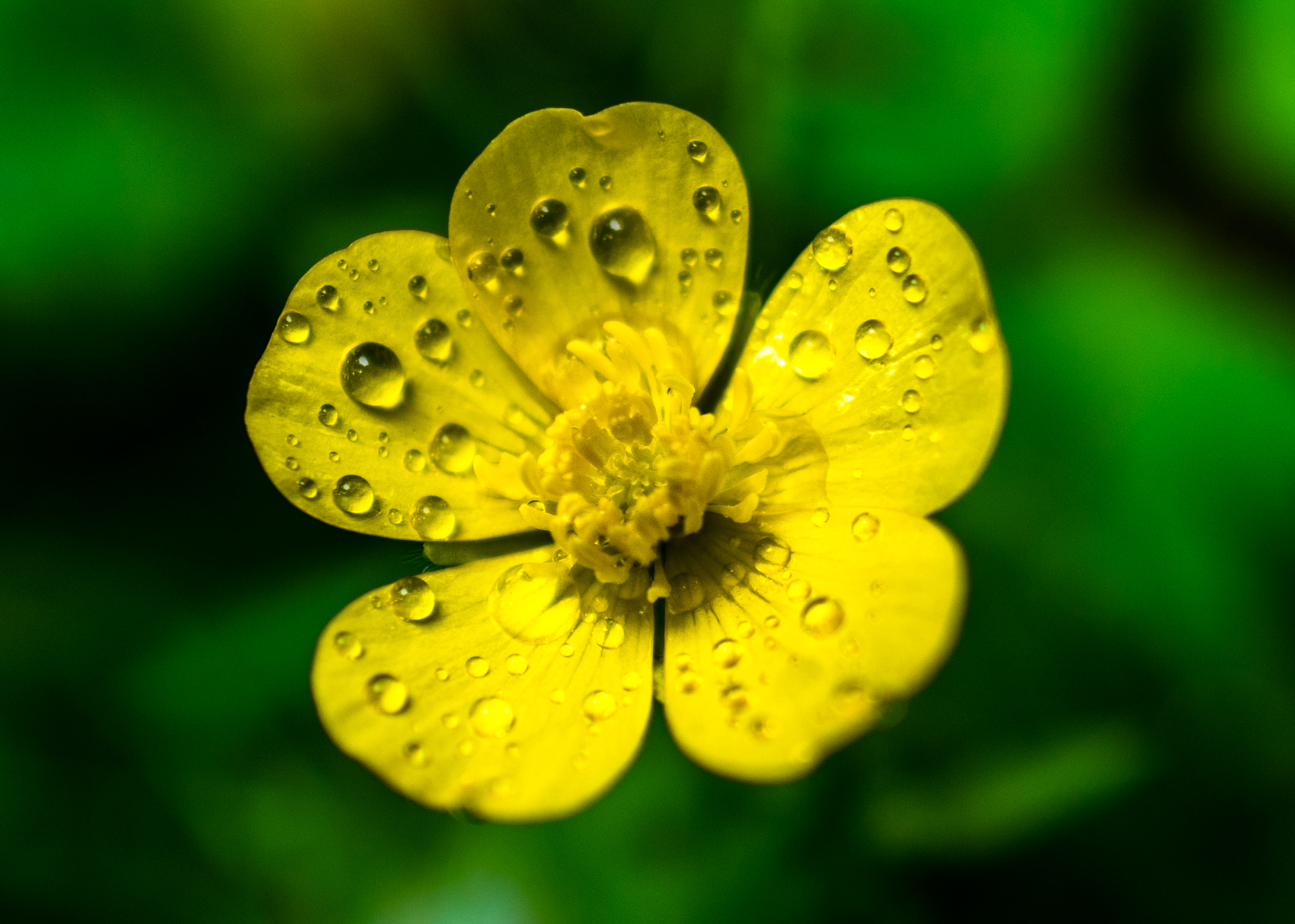 Nikon D5500 + Nikon AF-S Nikkor 20mm F1.8G ED sample photo. Yellow flower photography