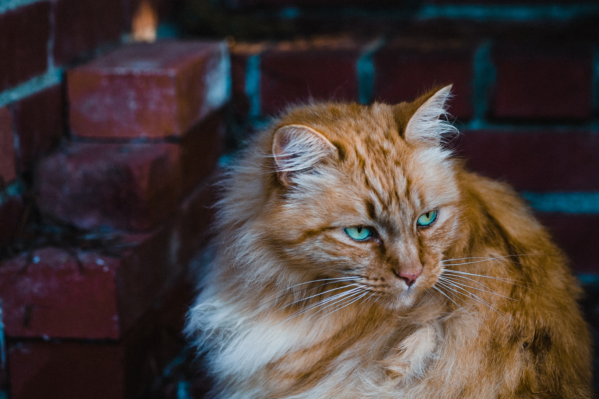 Fujifilm X-E1 + Fujifilm XF 60mm F2.4 R Macro sample photo. Rough & tumble photography