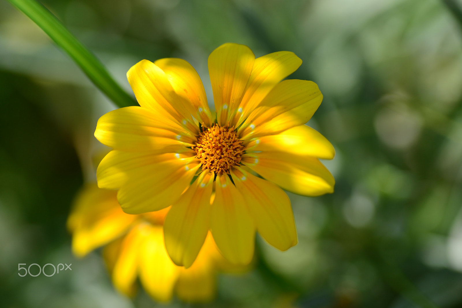 Nikon D600 sample photo. Sunlight through photography