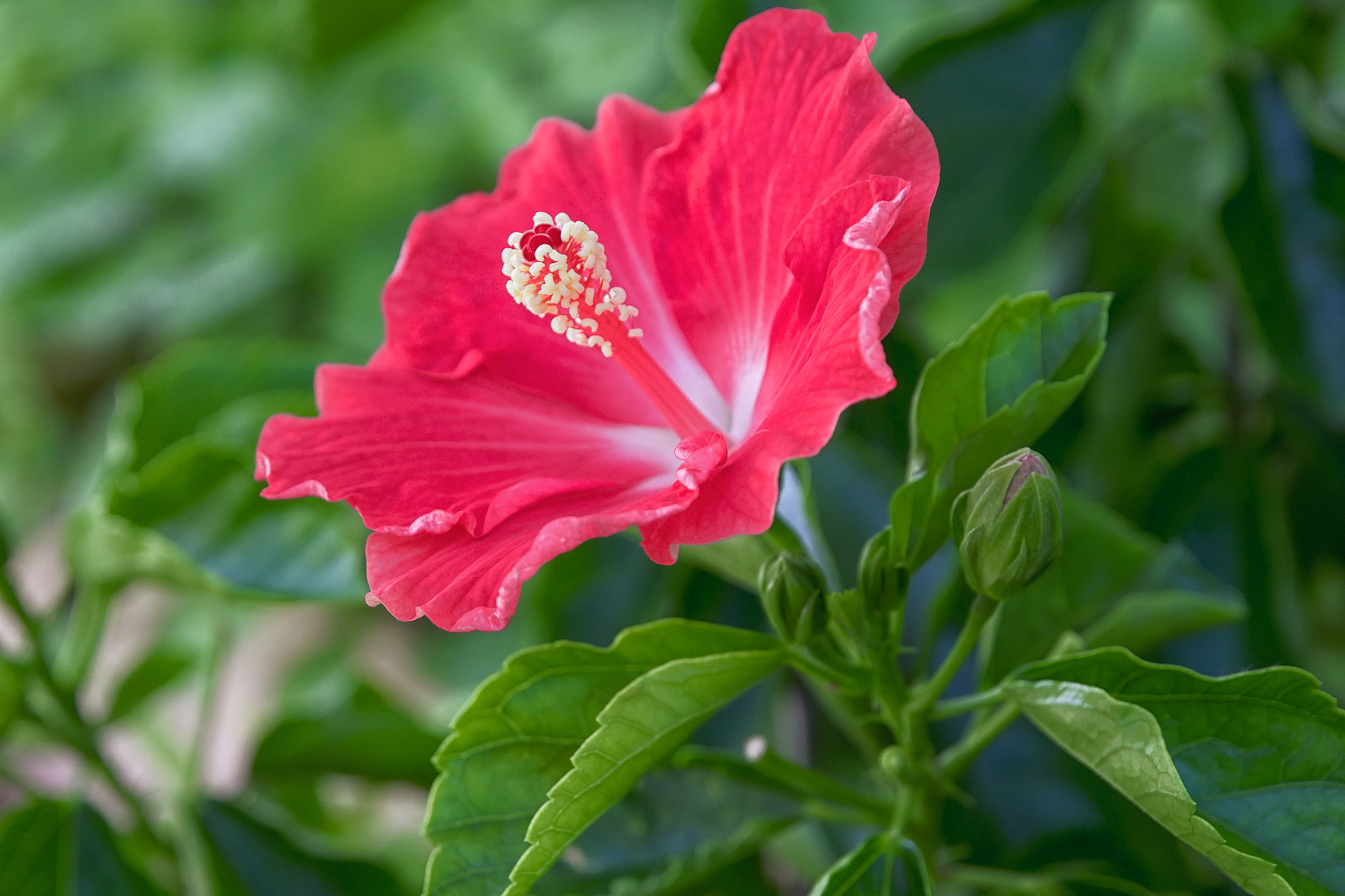 Panasonic Lumix DMC-GH3 + OLYMPUS DIGITAL 12-60mm Lens sample photo. Hibiscus flowering. photography