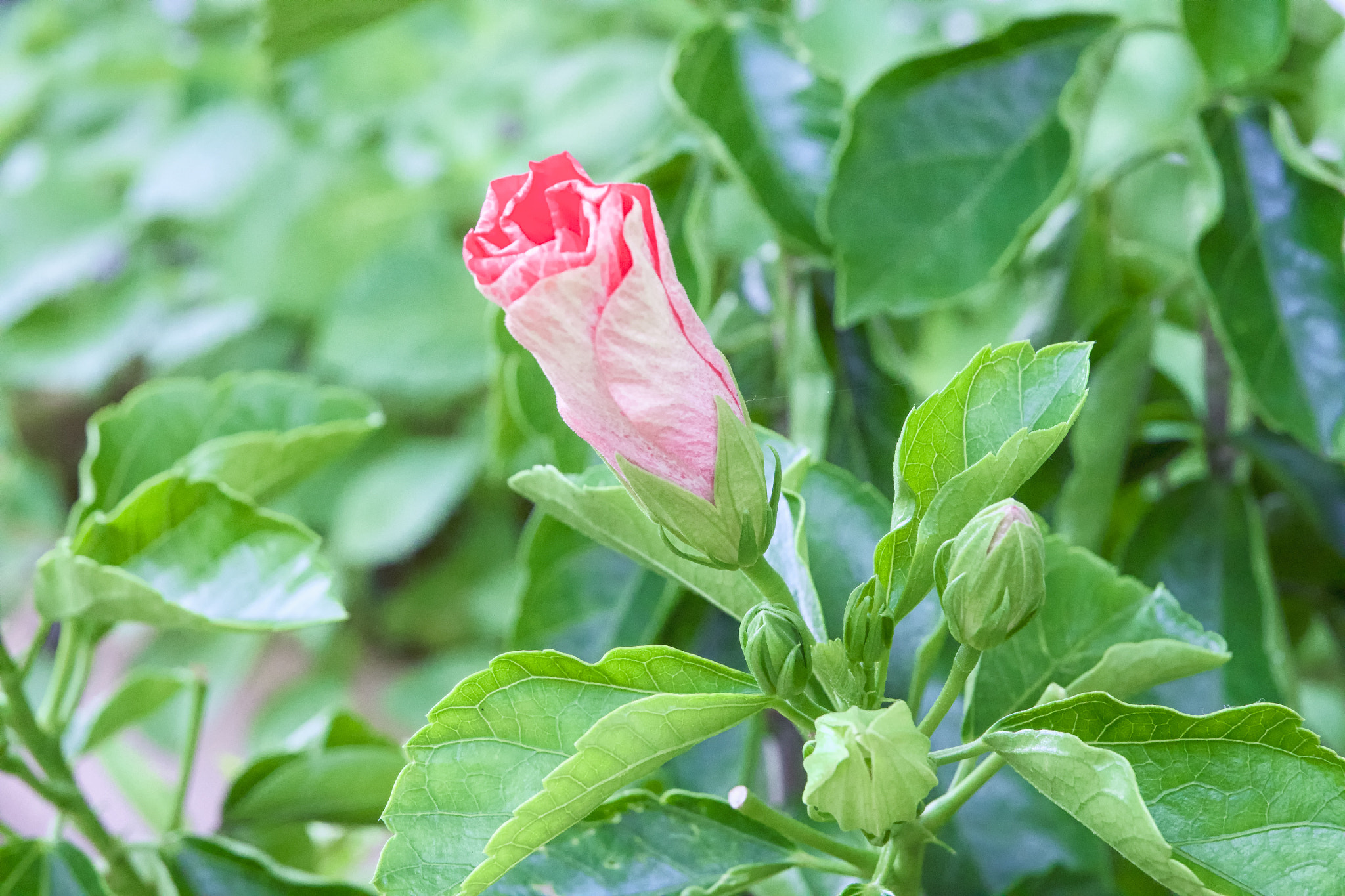 OLYMPUS DIGITAL 12-60mm Lens sample photo. Flowering before the hibiscus. photography