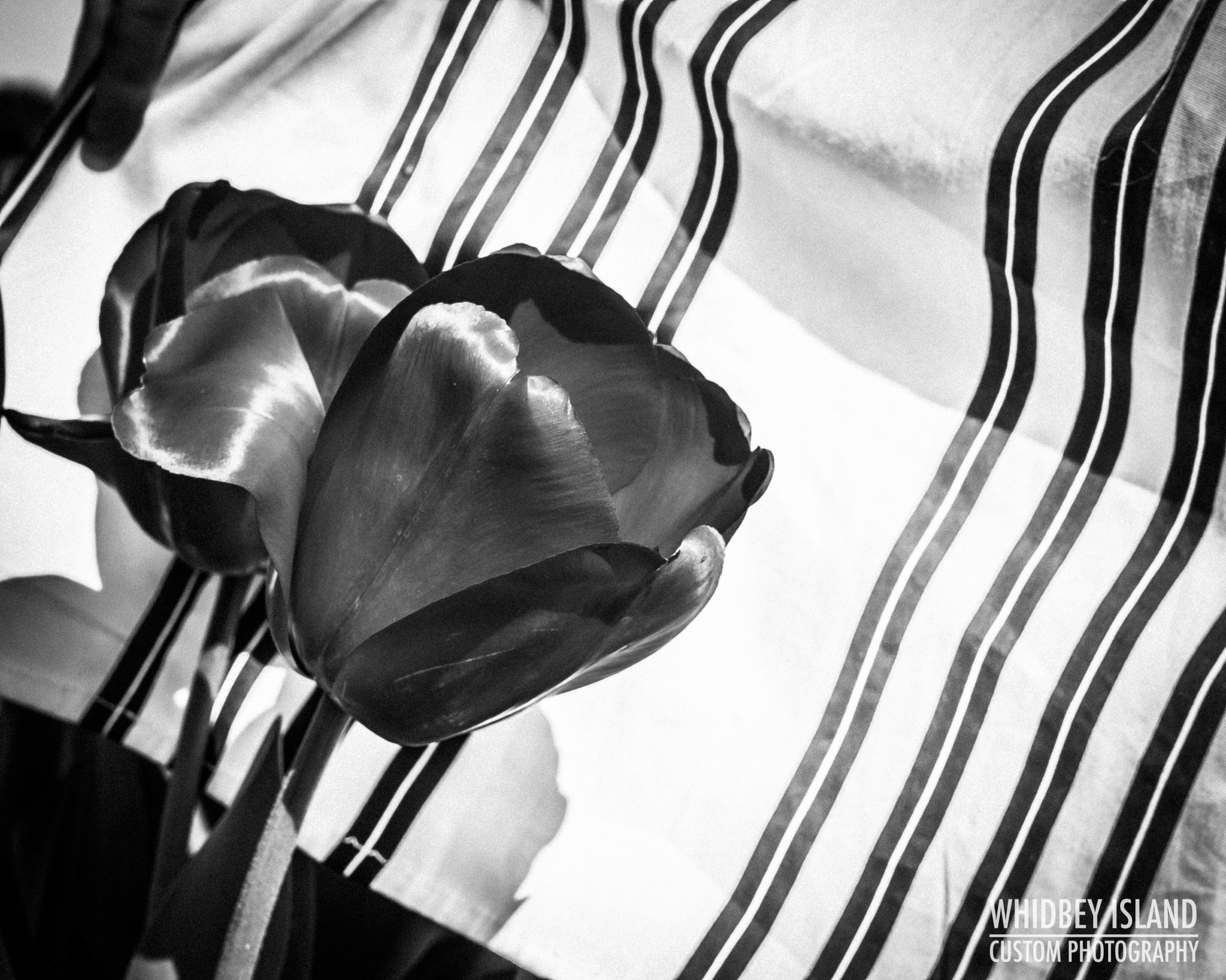 Canon EOS 400D (EOS Digital Rebel XTi / EOS Kiss Digital X) sample photo. Copyright 2016 - whidbey custom photography photography