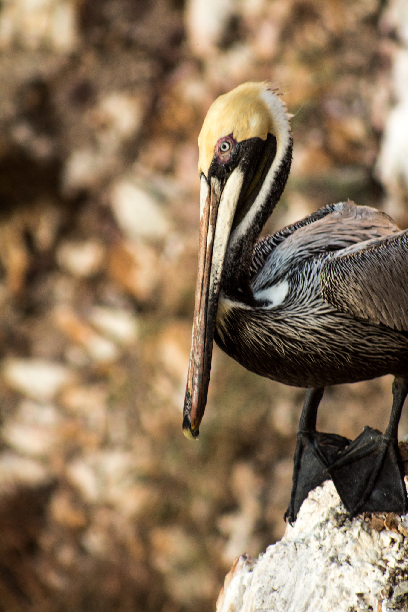 Canon EF 75-300mm f/4-5.6 USM sample photo. A bird set on taking flight photography