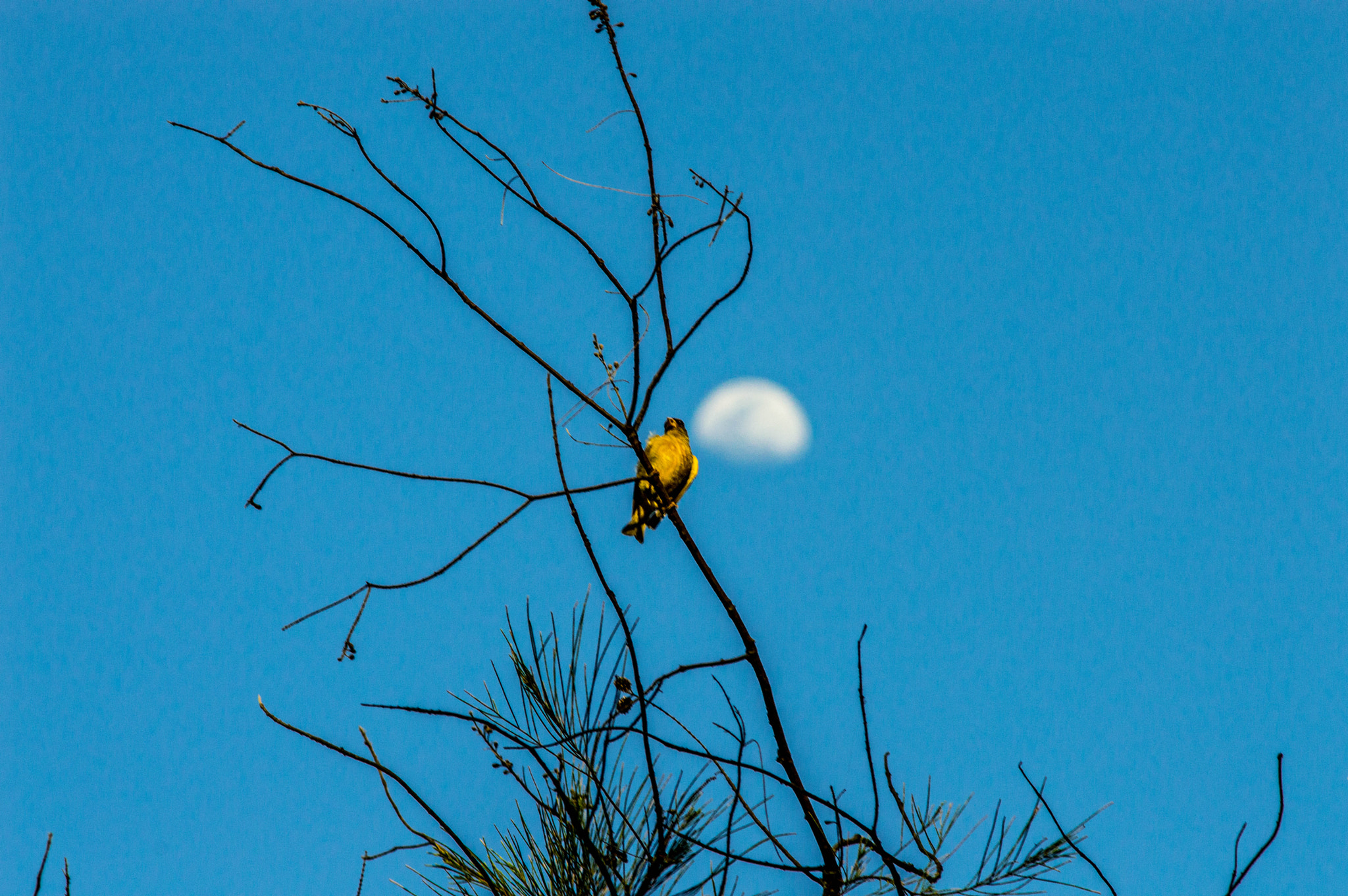 Nikon D3200 + AF Zoom-Nikkor 70-210mm f/4 sample photo. Bird and moon photography