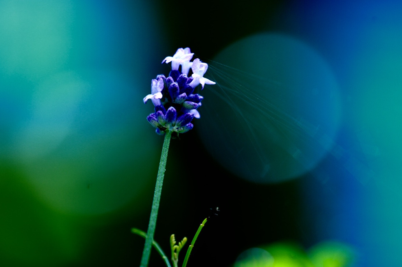 Canon EF 180mm F3.5L Macro USM sample photo. Lavender photography