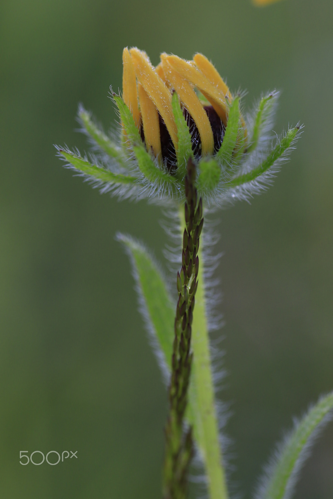 Canon EOS 7D Mark II + Tamron SP AF 90mm F2.8 Di Macro sample photo. ... photography