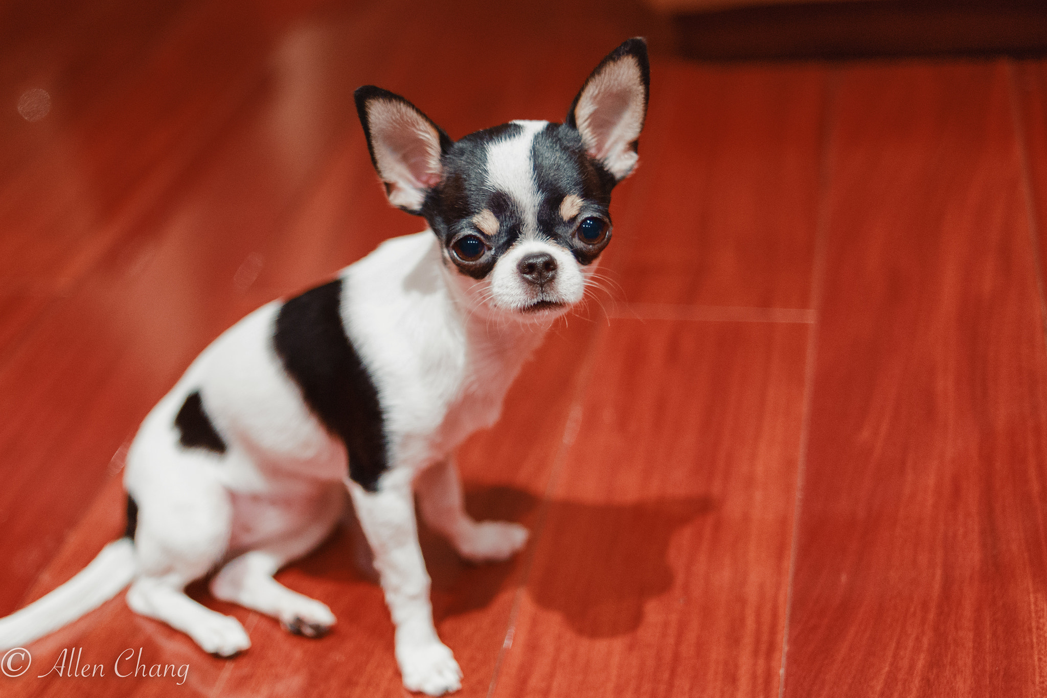 Nikon D810 + Nikon AF Nikkor 35mm F2D sample photo. Nico photography