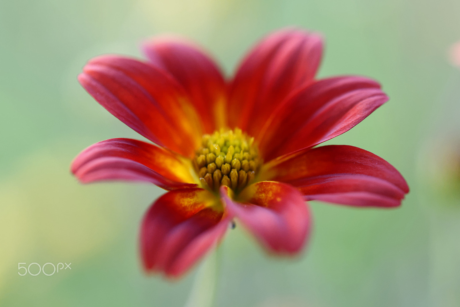 Nikon AF-S Micro-Nikkor 60mm F2.8G ED sample photo. Red flower photography
