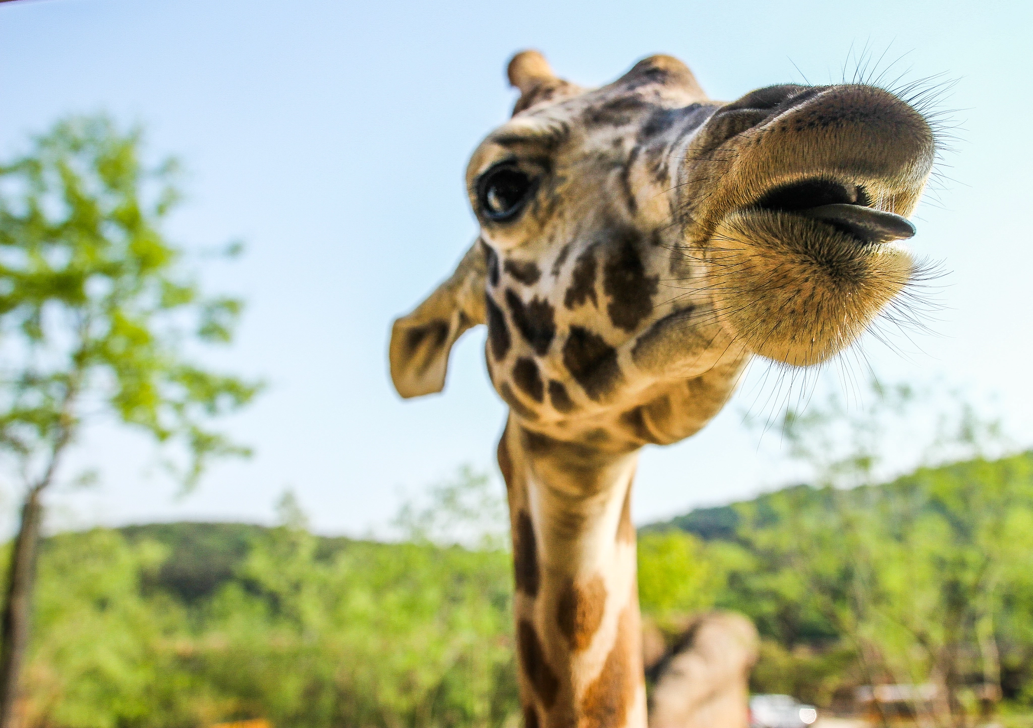 Sigma 18-35mm f/1.8 DC HSM sample photo. Giraffe photography