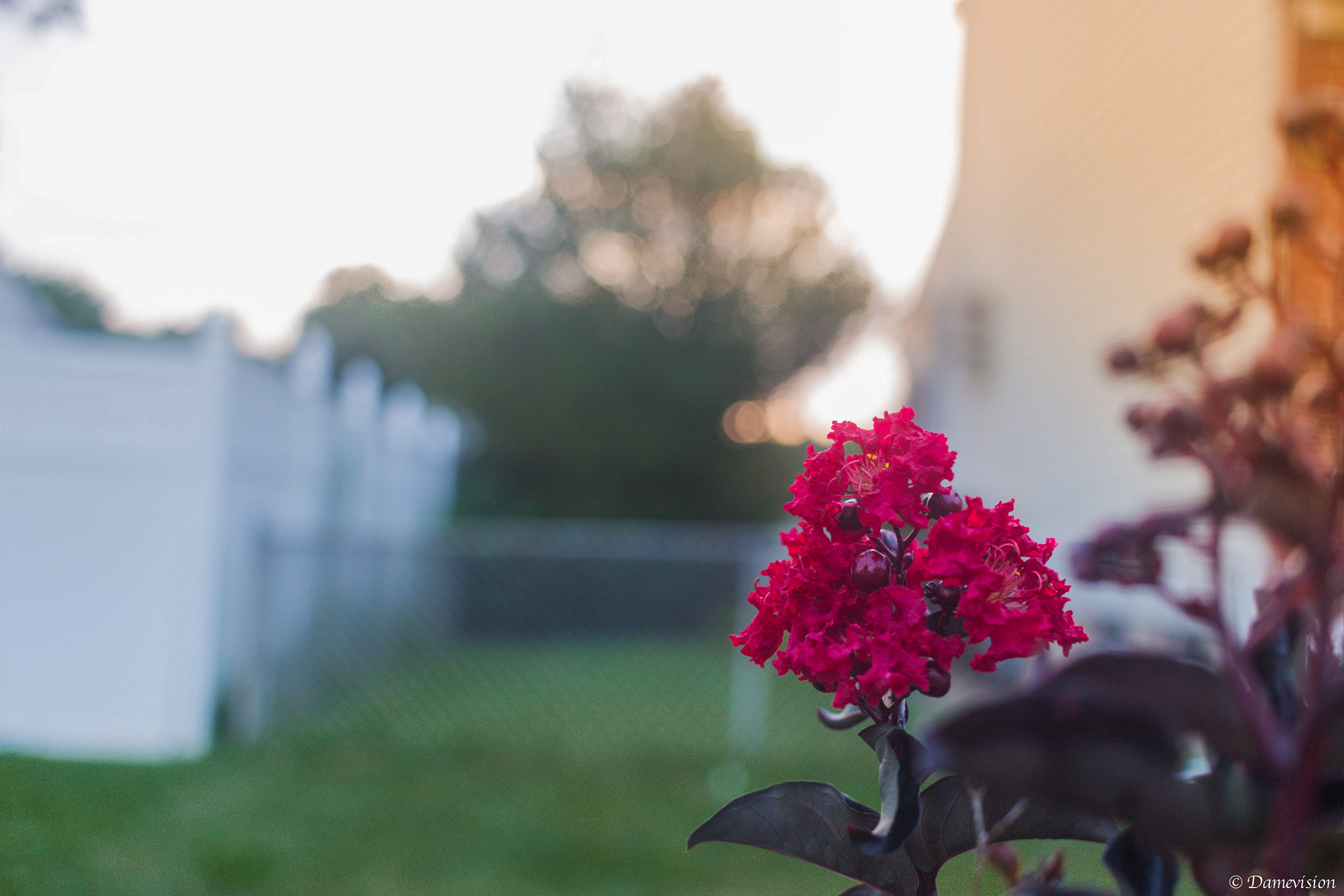 Canon EOS 100D (EOS Rebel SL1 / EOS Kiss X7) sample photo. Finally got a bloom on the tree we planted in front of the house photography