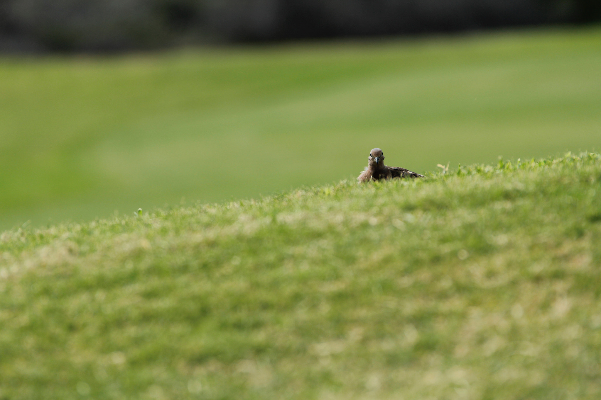 Canon EF 28-300mm F3.5-5.6L IS USM sample photo. Tierra del sol golf club photography
