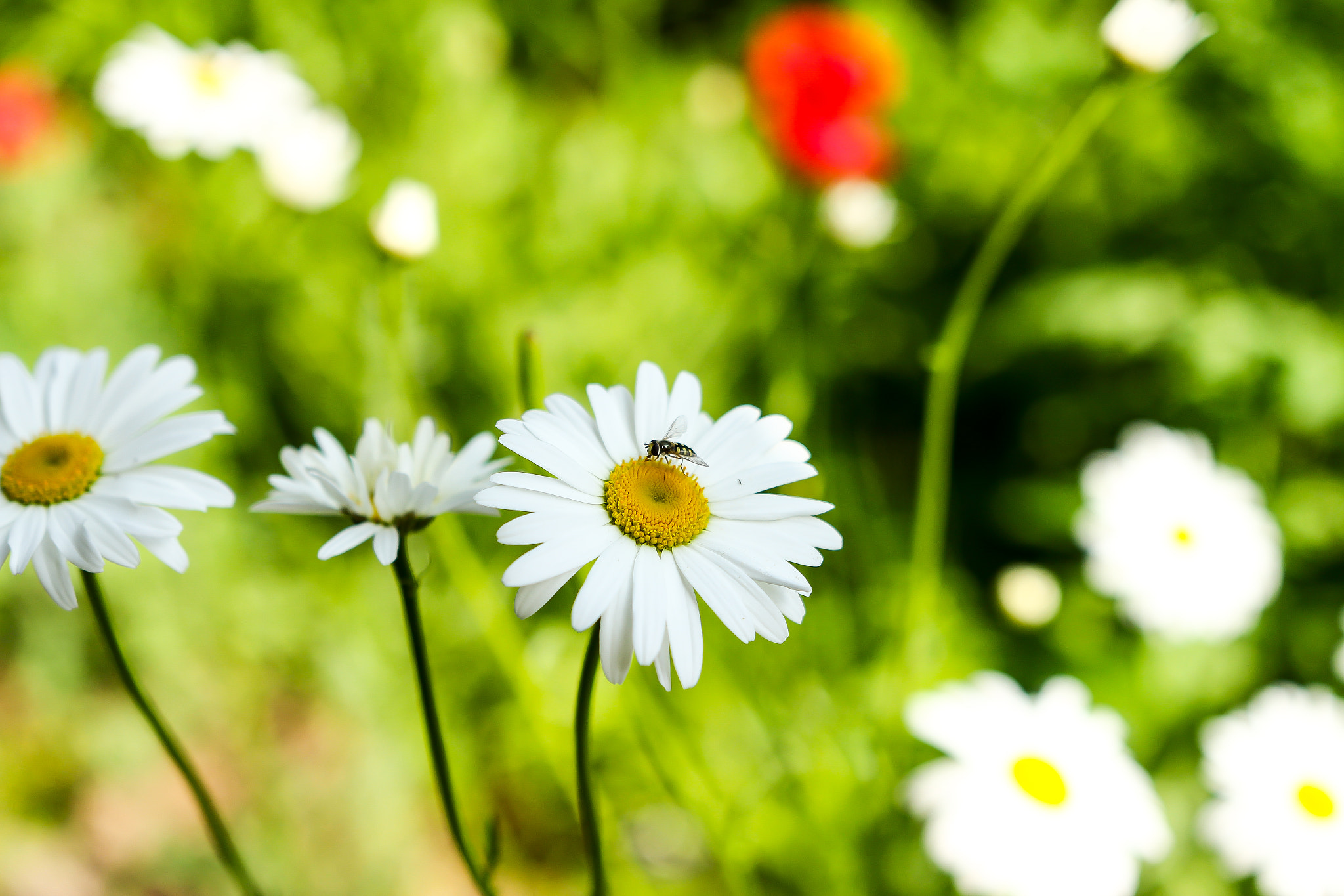 Sigma 18-35mm f/1.8 DC HSM sample photo. Flower photography