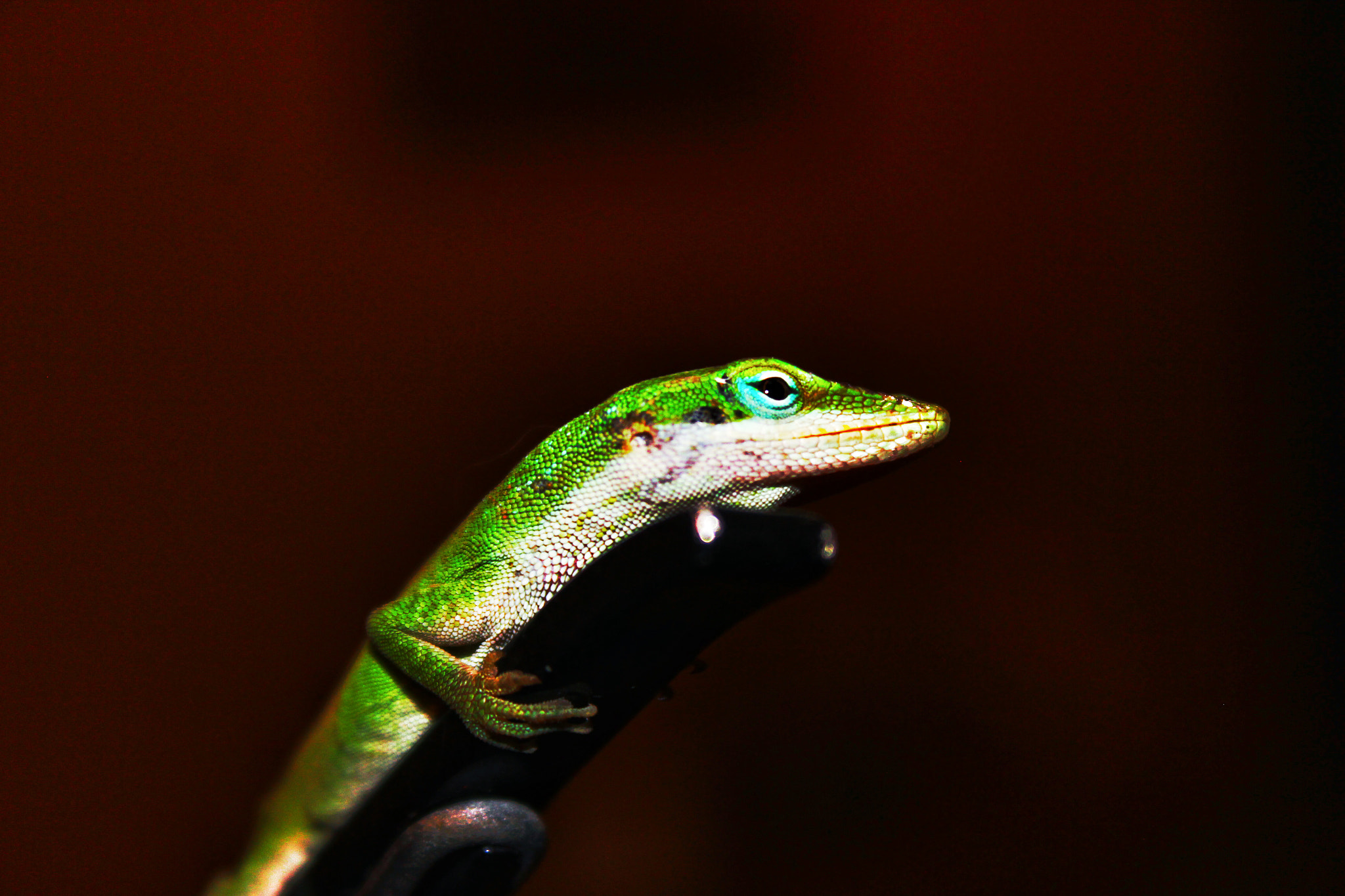 Canon EF-S 18-55mm F3.5-5.6 IS II sample photo. Capo lizard photography