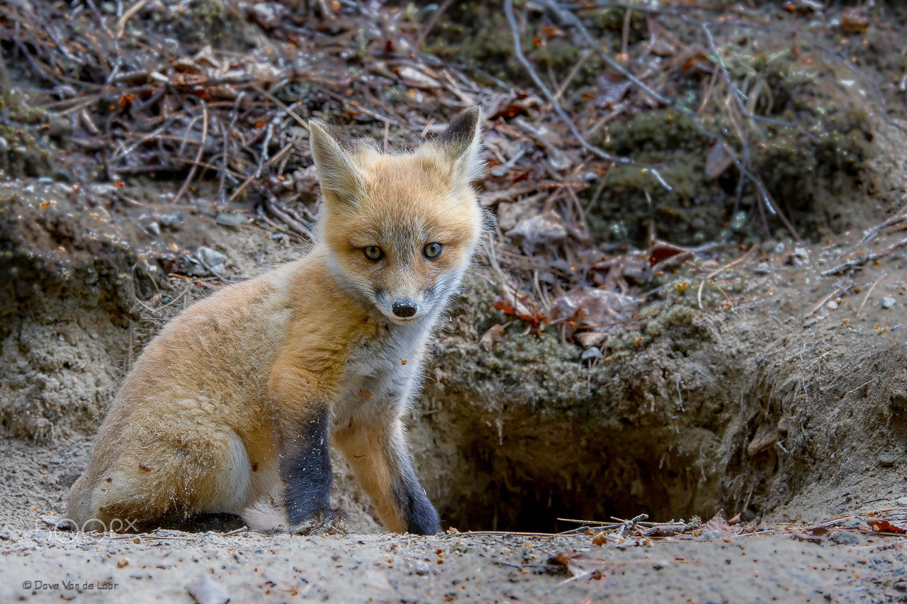 Nikon AF-S Nikkor 200-400mm F4G ED-IF VR sample photo. Fox kit photography
