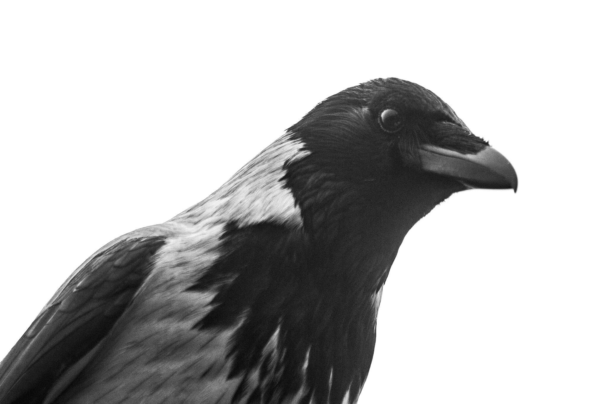 Sigma 70-300mm F4-5.6 APO DG Macro sample photo. The crow photography