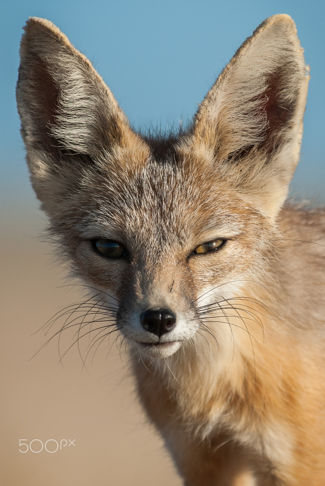 Nikon D200 sample photo. Kit fox face photography