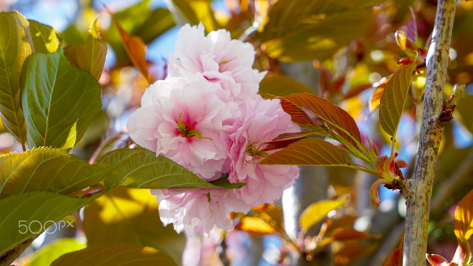 Sony Vario Tessar T* FE 24-70mm F4 ZA OSS sample photo. Say my name photography
