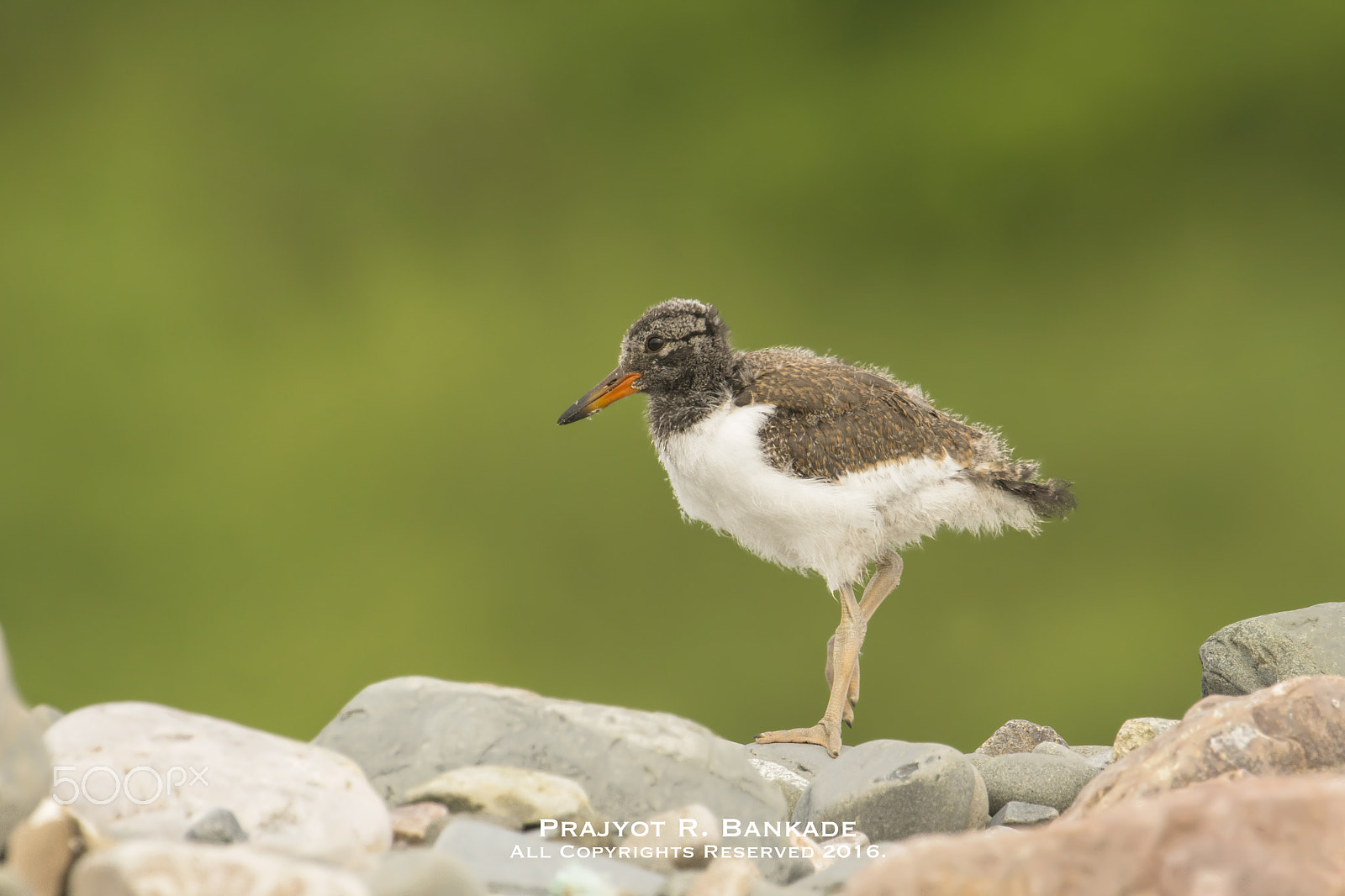 Nikon D7200 + Nikon AF-S Nikkor 500mm F4G ED VR sample photo. Oystercatcher photography