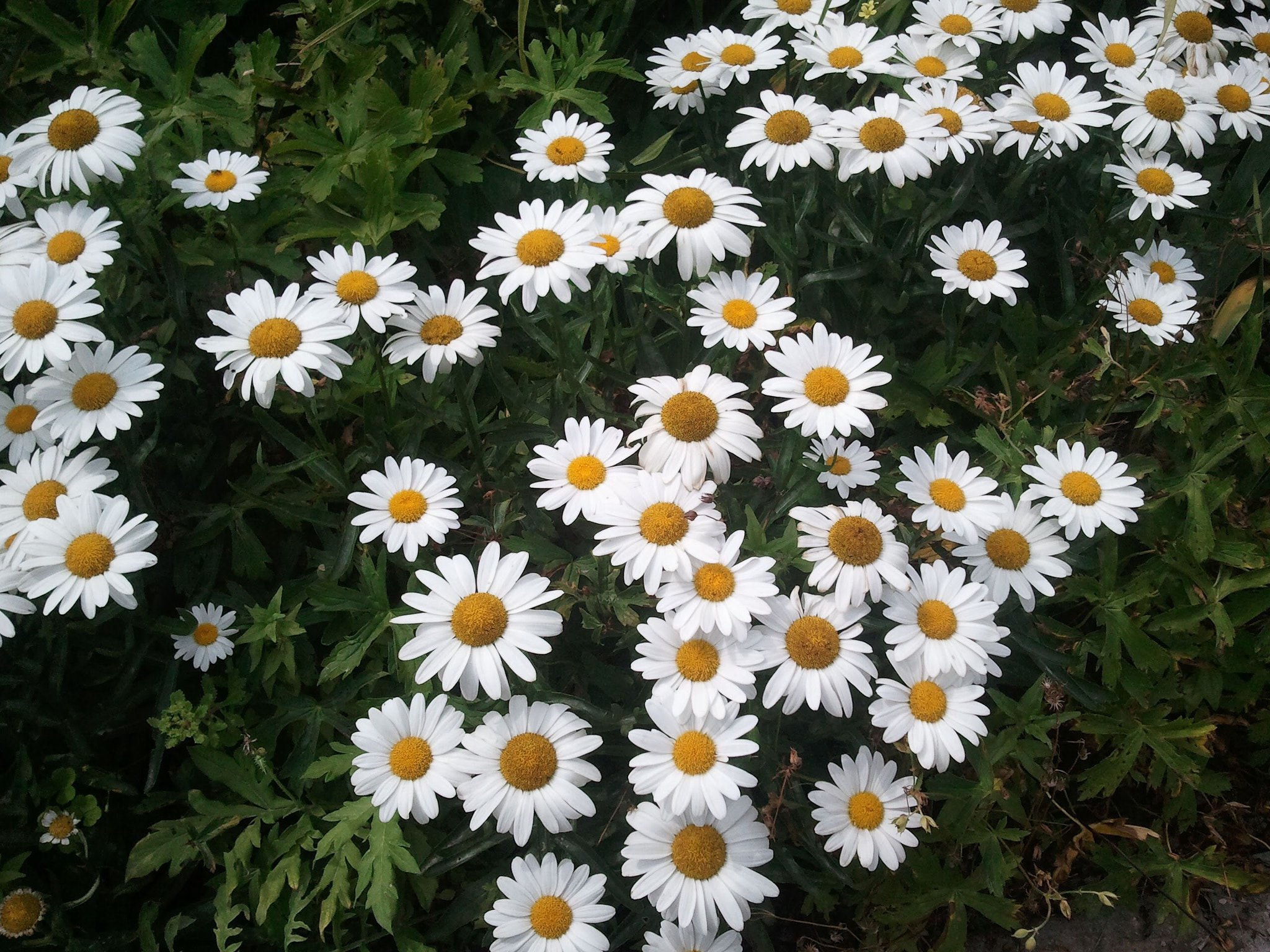 Samsung Galaxy S sample photo. Nothing but daisies! photography