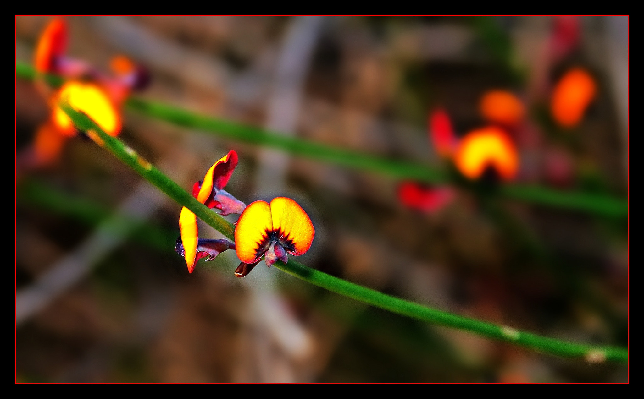 Sigma 17-70mm F2.8-4 DC Macro OS HSM sample photo. Little flower photography