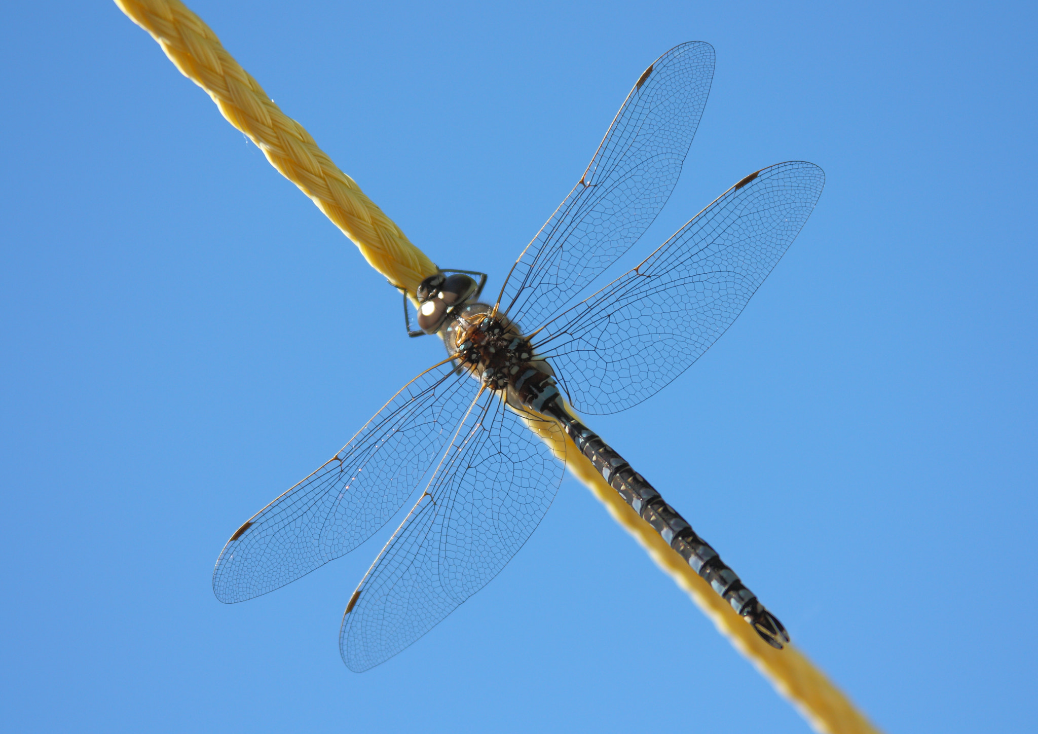 Canon EOS 450D (EOS Rebel XSi / EOS Kiss X2) sample photo. Dragon fly rope walker photography