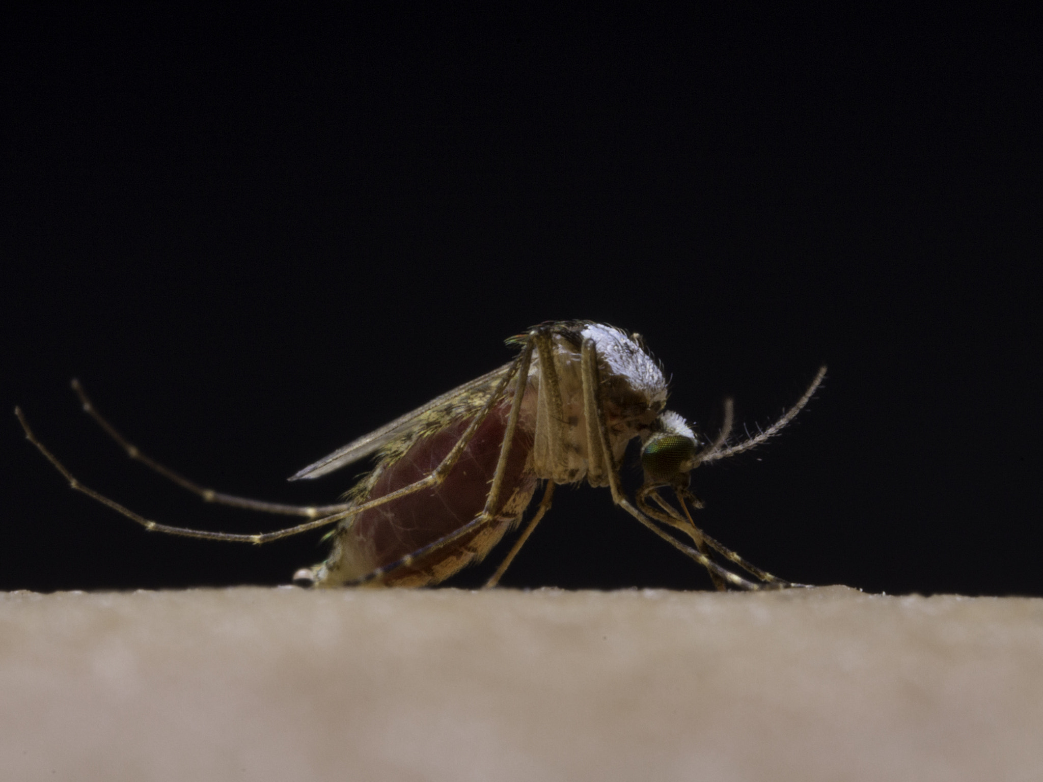 Canon MP-E 65mm F2.5 1-5x Macro Photo sample photo. Itch photography