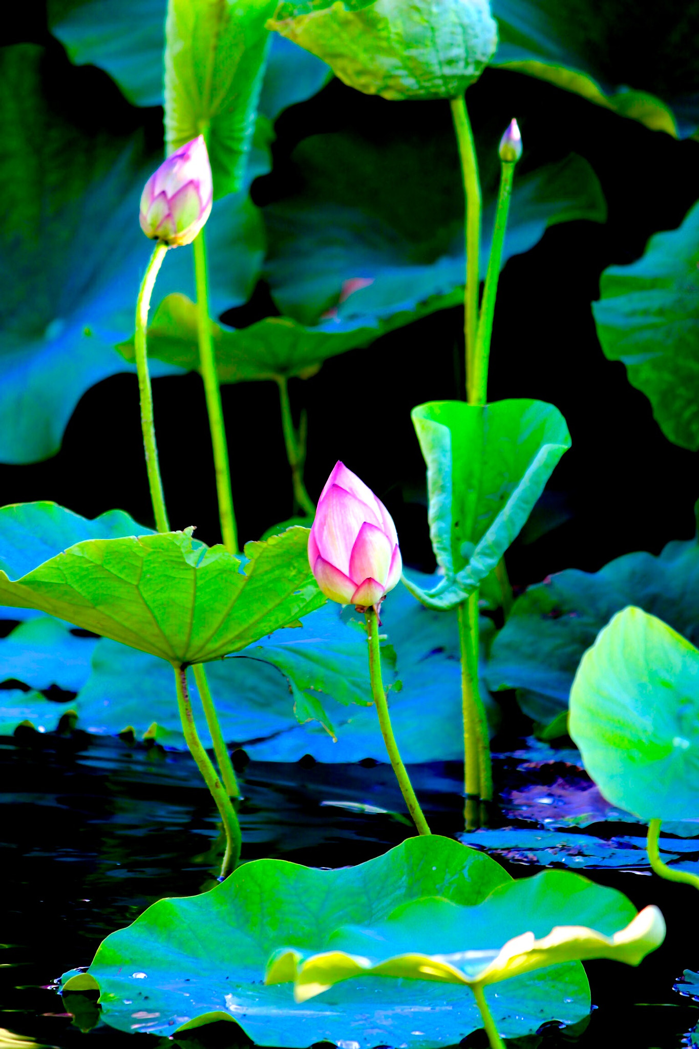Canon EOS 600D (Rebel EOS T3i / EOS Kiss X5) sample photo. Lotus bud photography