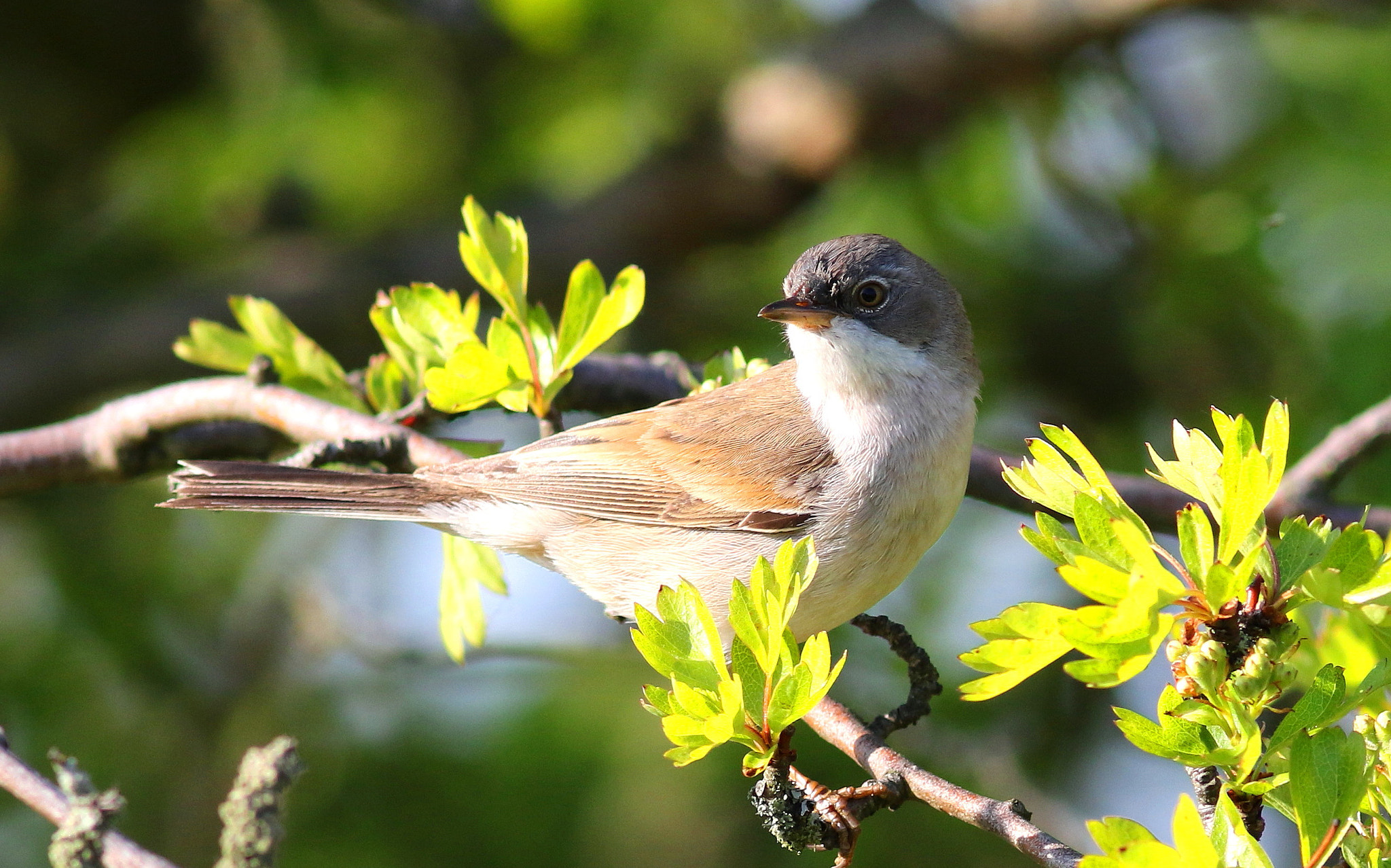 Canon EF 300mm F4L IS USM sample photo. Whitethroat photography