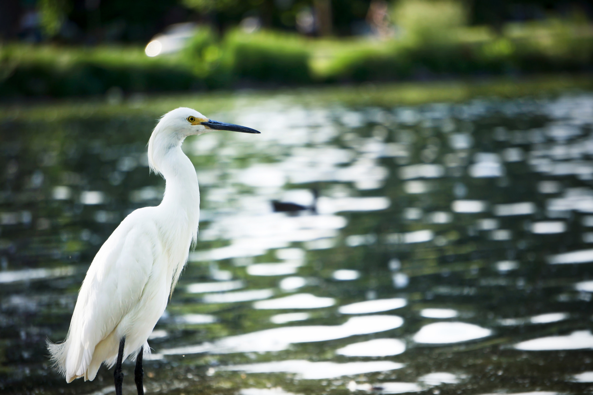 Sony FE 24-240mm F3.5-6.3 OSS sample photo. Crane in washington park photography