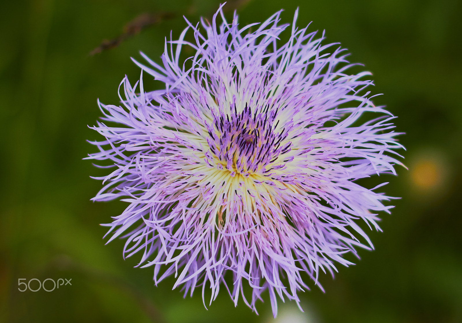 Canon EF 50mm F1.4 USM sample photo. July colors photography